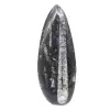 Polished Orthoceras Fossil - 1