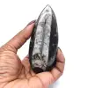 Polished Orthoceras - 0