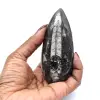 Orthoceras Fossil from Morocco - 9