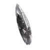 Orthoceras Fossil Morocco - 3