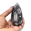 Orthoceras Fossil from Morocco - 10