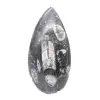 Orthoceras Fossil Morocco - 1
