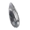 Orthoceras Fossil Morocco - 3