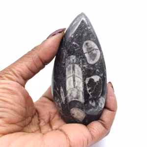 Orthoceras Fossil Morocco