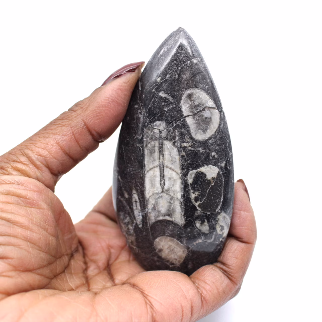 Orthoceras Fossil Morocco