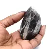 Orthoceras from Morocco - 0