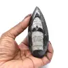 Orthoceras - 0