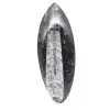 Polished Orthoceras from Morocco - 1