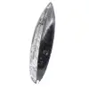 Polished Orthoceras from Morocco - 2