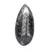 Polished Orthoceras - 1