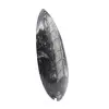 Polished Orthoceras - 3