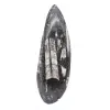Orthoceras Fossil Morocco - 1