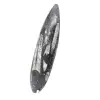 Orthoceras Fossil Morocco - 2