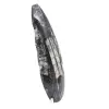 Orthoceras Fossil Morocco - 3