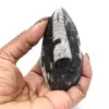 Orthoceras fossil from Morocco - 0