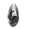 Orthoceras fossil from Morocco - 1