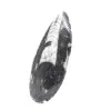 Orthoceras fossil from Morocco - 2