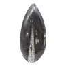 Orthoceras fossil from Morocco - 1