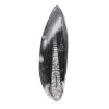 Orthoceras fossil Morocco - 1
