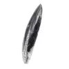 Orthoceras fossil Morocco - 2