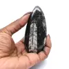 Orthoceras fossil - 0