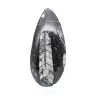 Orthoceras fossil - 1