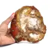 Fossil wood - 0