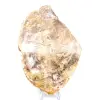 Natural polished fossilized wood - 1