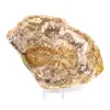 Natural polished fossilized wood - 2