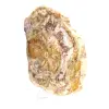 Natural polished fossilized wood - 3