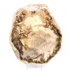 Natural polished petrified wood - 1