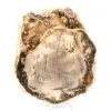 Natural polished petrified wood - 2