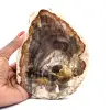 Natural polished silicified wood - 0