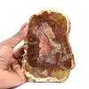 Natural fossilized wood - 0