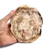 Natural silicified wood - 0