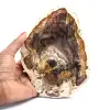 Natural fossilized wood slice - 0