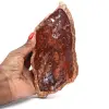 Natural petrified wood slice - 0