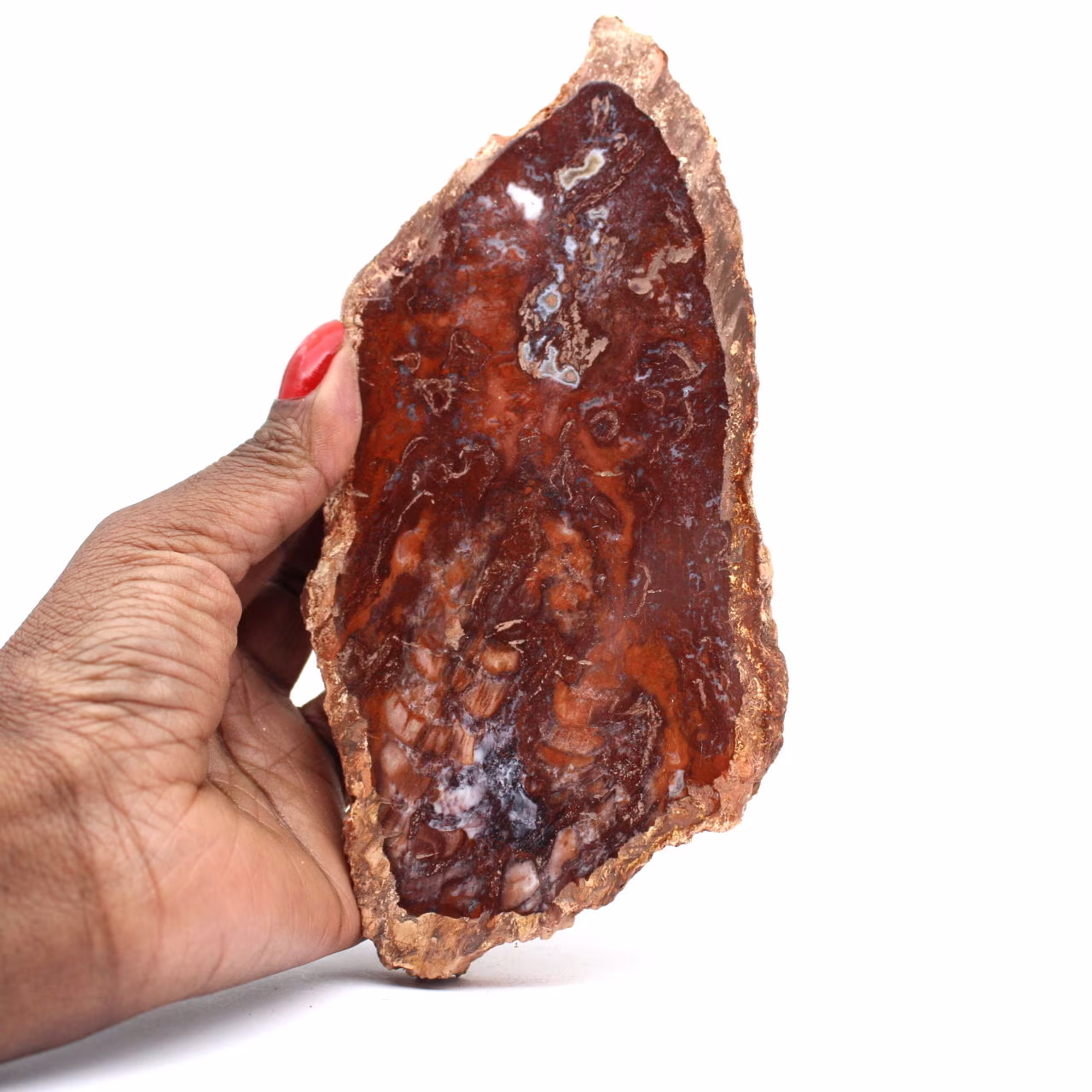 Natural petrified wood slice
