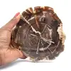 Madagascar Polished Fossilized Wood - 0