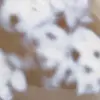 Ornamental Agate - 7