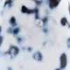 Collectible Agate - 7