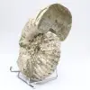 Ammonite Douvilleiceras inaequinodum - 2