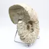 Ammonite Douvilleiceras inaequinodum - 5