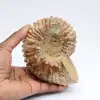 Ammonite Douvilleiceras inaequinodum - 0