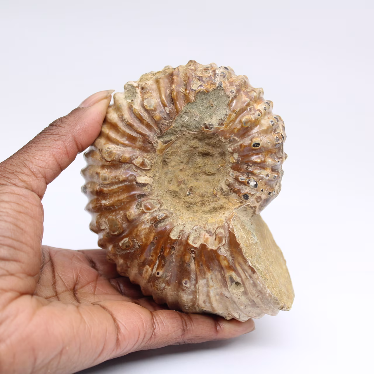 Ammonite Douvilleiceras inaequinodum