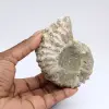 Ammonite Douvilleiceras inaequinodum - 0