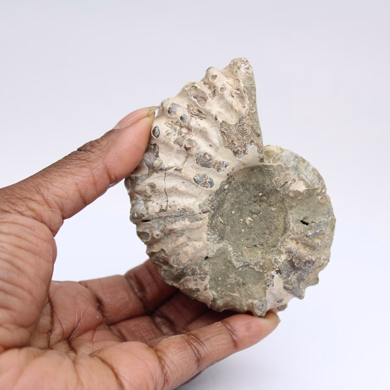 Ammonite Douvilleiceras inaequinodum