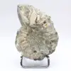 Ammonite Douvilleiceras inaequinodum - 1