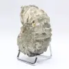 Ammonite Douvilleiceras inaequinodum - 2