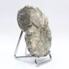 Ammonite Douvilleiceras inaequinodum - 3
